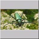 Aromia moschata - Moschusbock 02.jpg